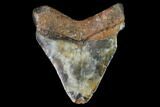 Bargain, Fossil Megalodon Tooth - North Carolina #91673-2